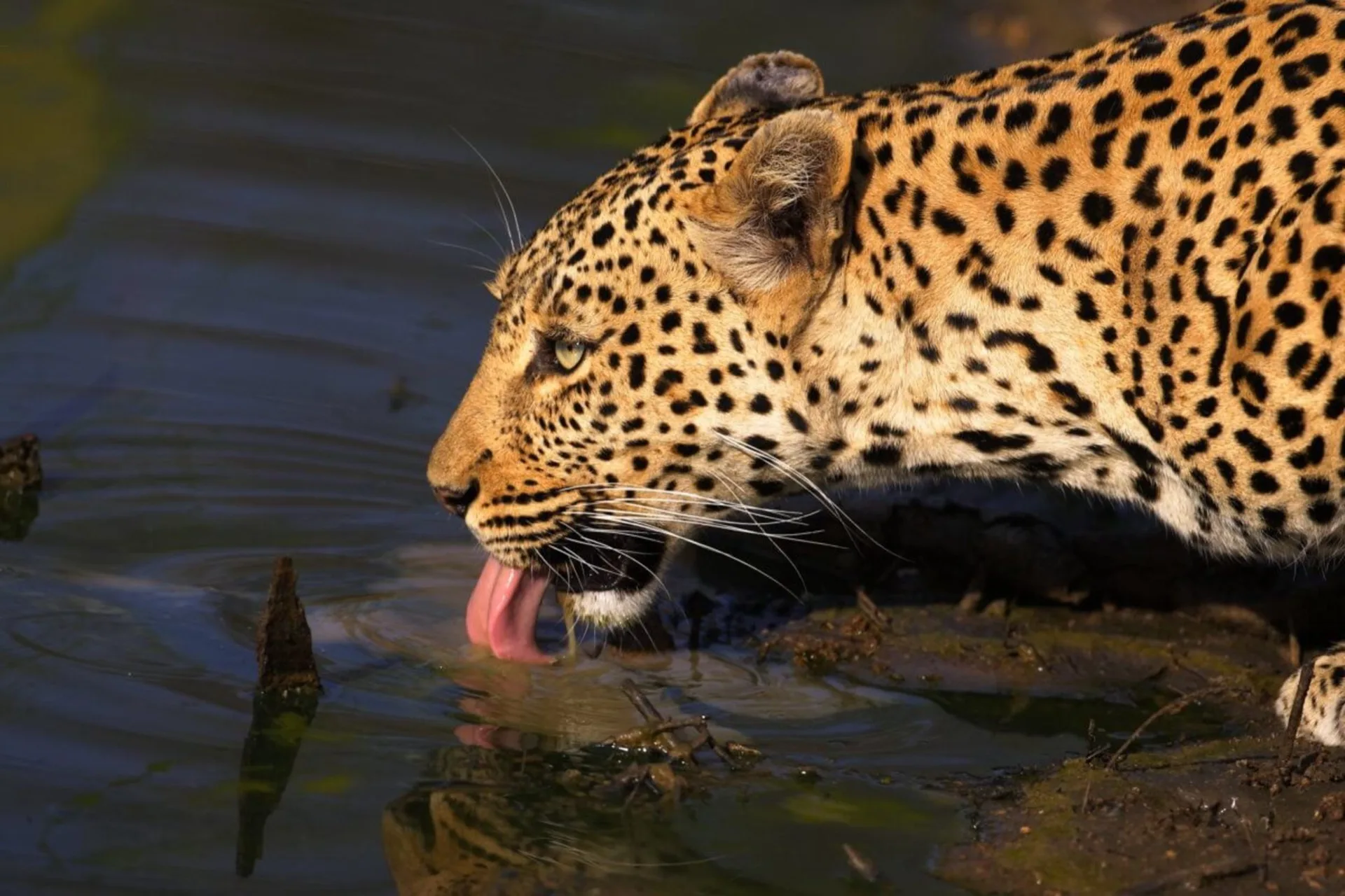 Africa's Big Five — Where to Find Them and Why They Matter